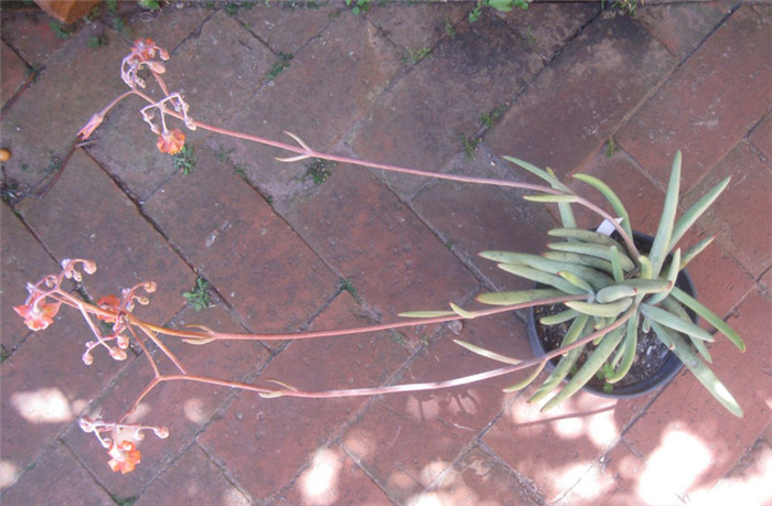 Cotyledon orbiculata var. dactylopsis