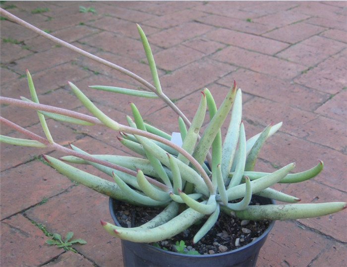 Cotyledon orbiculata var. dactylopsis