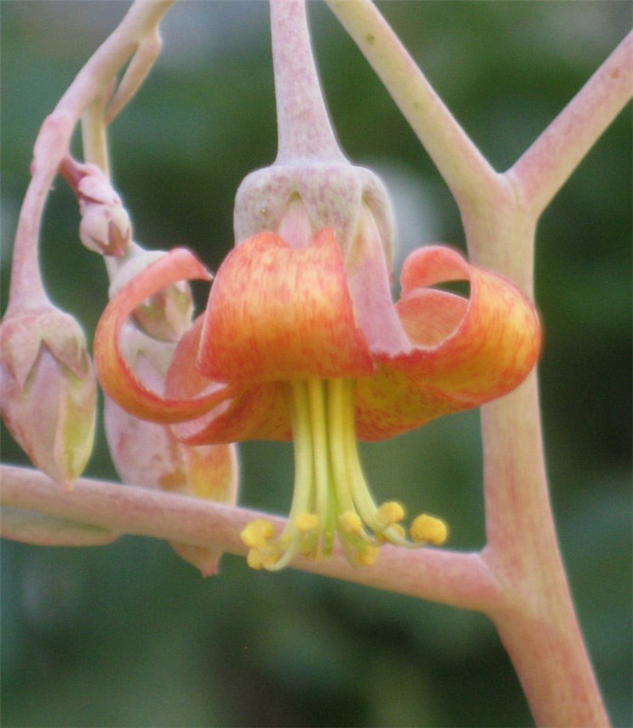 Cotyledon orbiculata var. dactylopsis