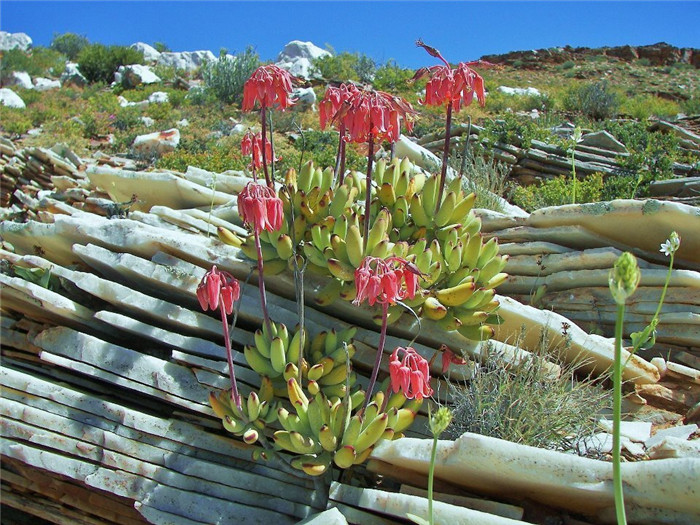 丁氏轮回/精灵豆福娘？ Cotyledon orbiculata var. dinteri