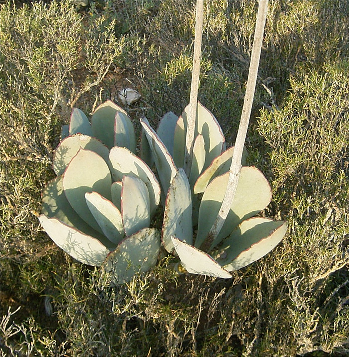 Cotyledon orbiculata var. spuria