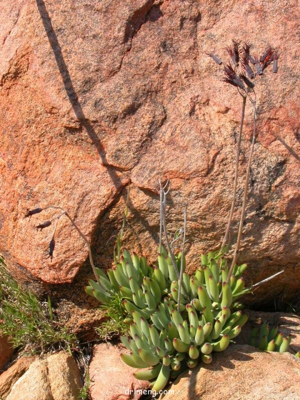 Cotyledon papillaris