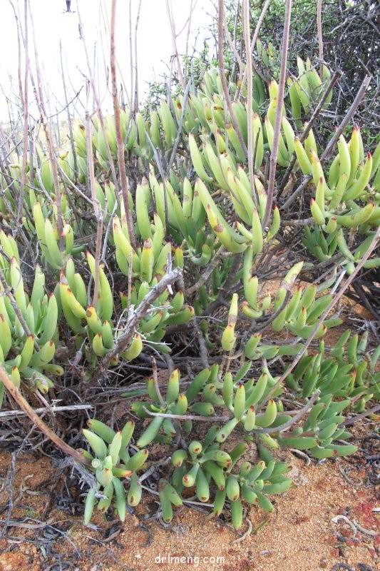 Cotyledon papillaris