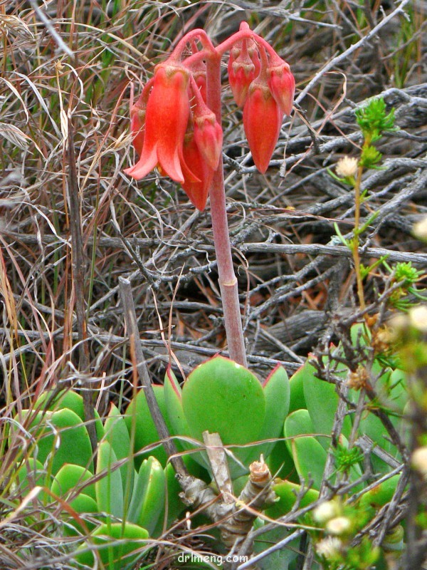 Cotyledon velutina