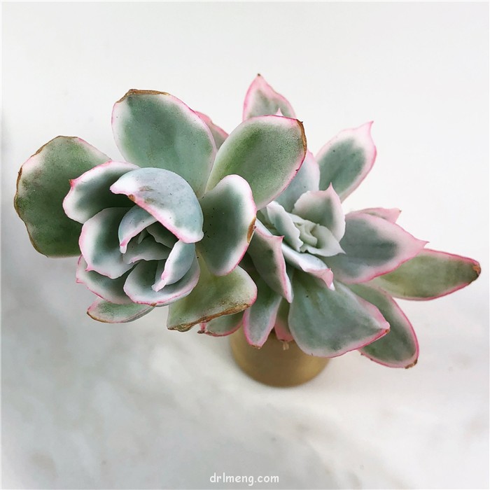 伯克利锦 Echeveria Berkeley Light