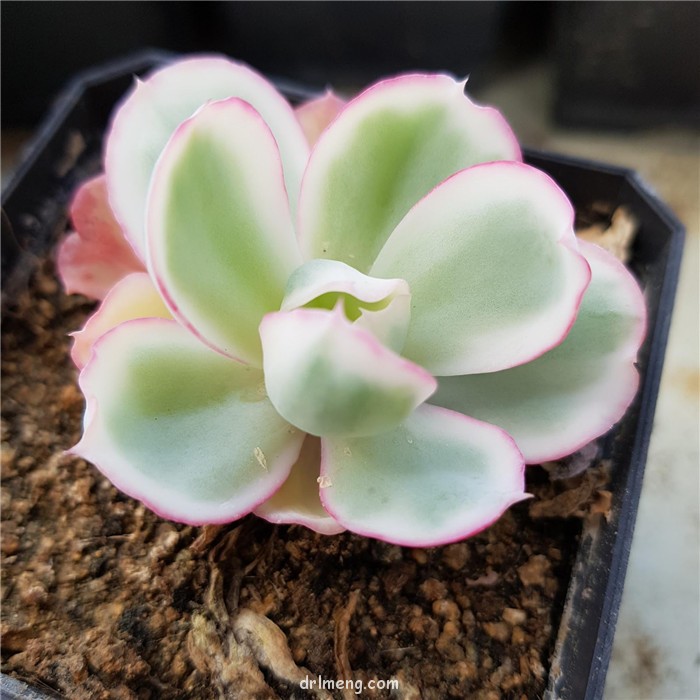 伯克利锦 Echeveria Berkeley Light