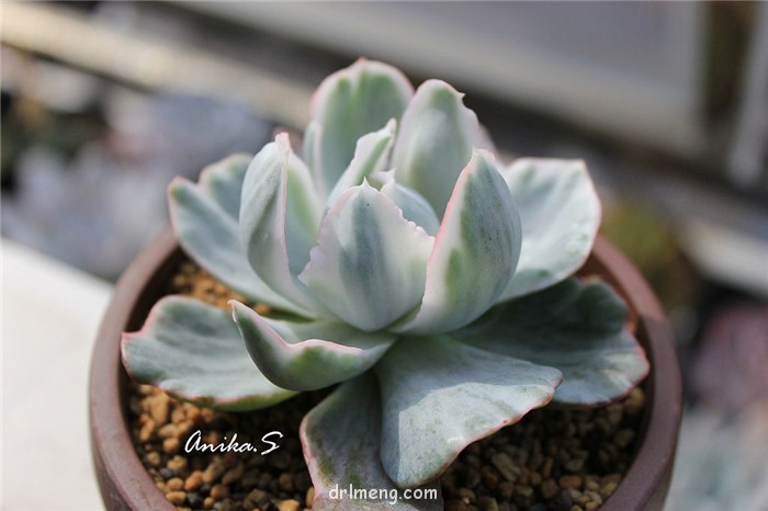 伯克利锦 Echeveria Berkeley Light