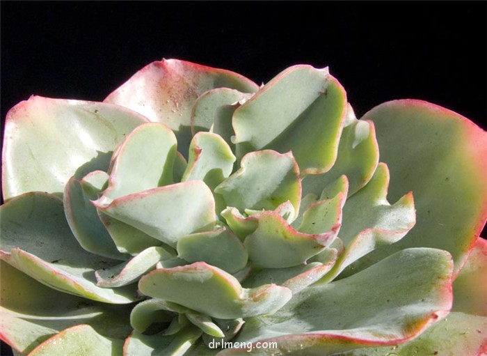 伯克利 Echeveria Berkeley