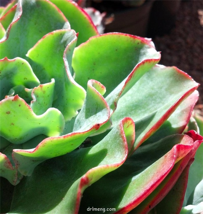 伯克利 Echeveria Berkeley