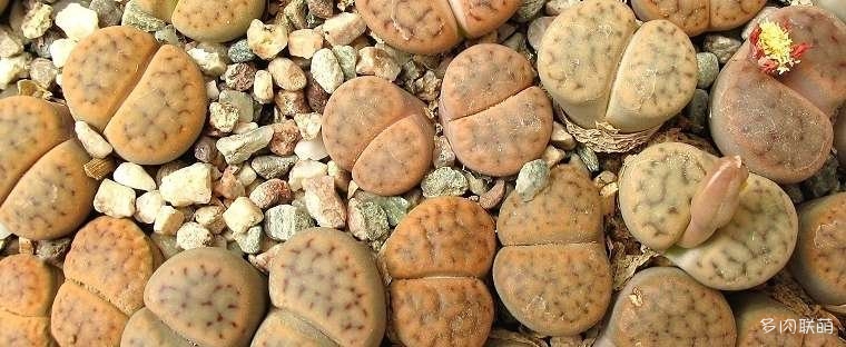 Lithop sturbiniformis