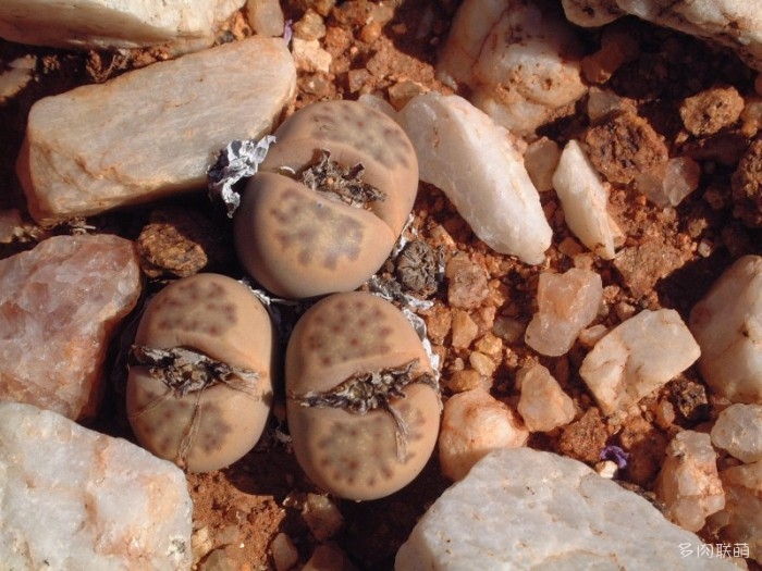 多点神笛玉 Lithops dinteri ssp. multipunctata