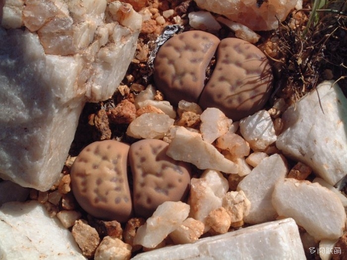 多点神笛玉 Lithops dinteri ssp. multipunctata