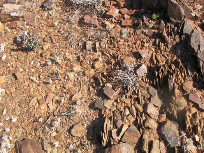 双眸玉 Lithops geyeri