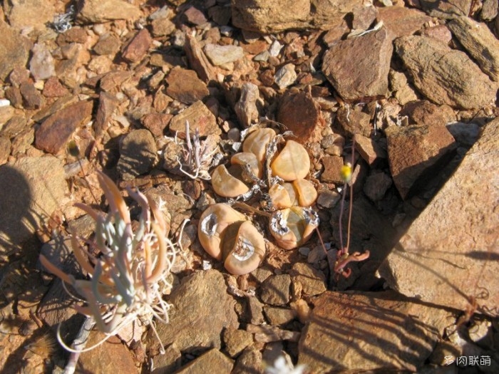 双眸玉 Lithops geyeri