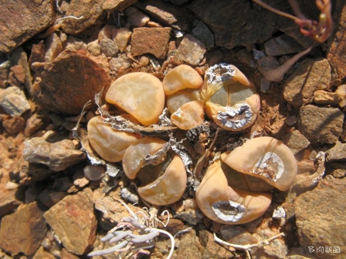 双眸玉 Lithops geyeri