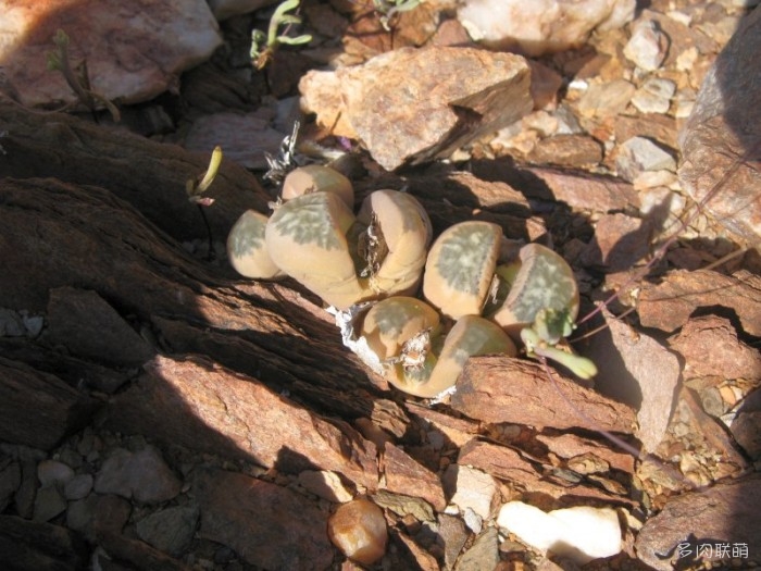 双眸玉 Lithops geyeri