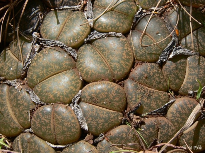 紫勋 Lithops lesliei