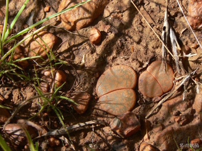 紫勋 Lithops lesliei