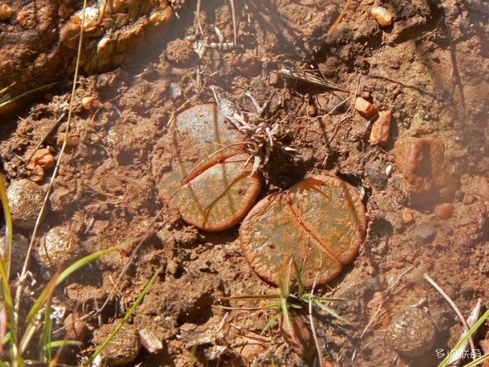 紫勋 Lithops lesliei