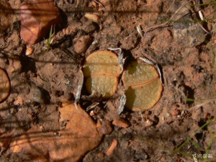 紫勋 Lithops lesliei