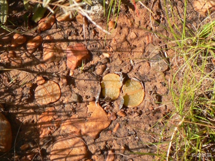 紫勋 Lithops lesliei