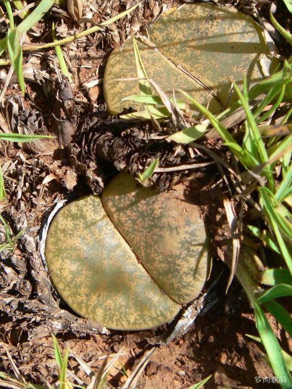 紫勋 Lithops lesliei