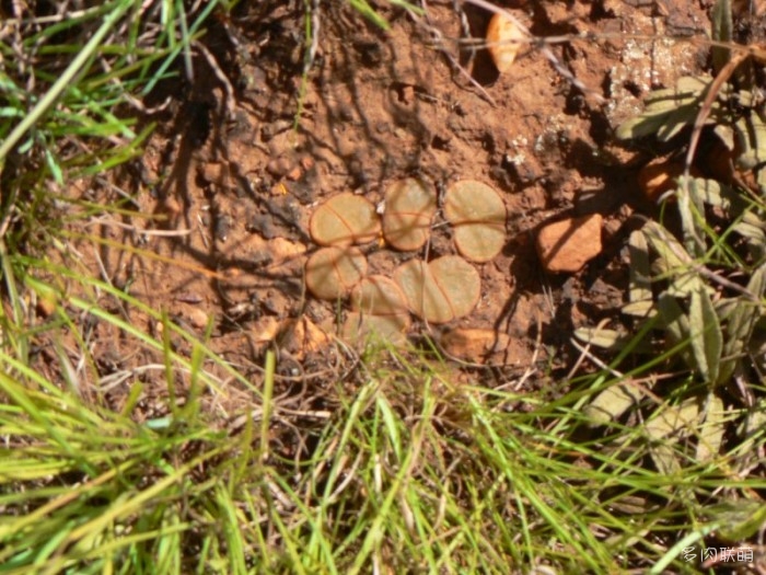 紫勋 Lithops lesliei