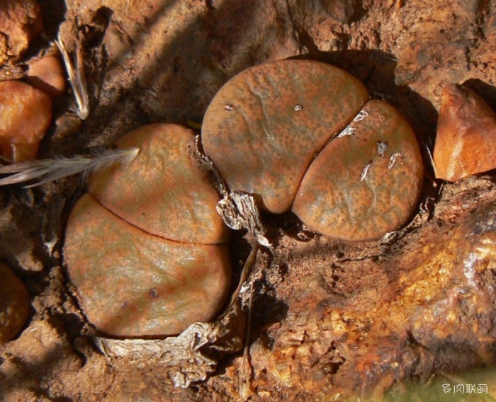 紫勋 Lithops lesliei