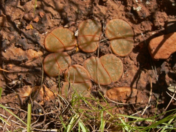 紫勋 Lithops lesliei