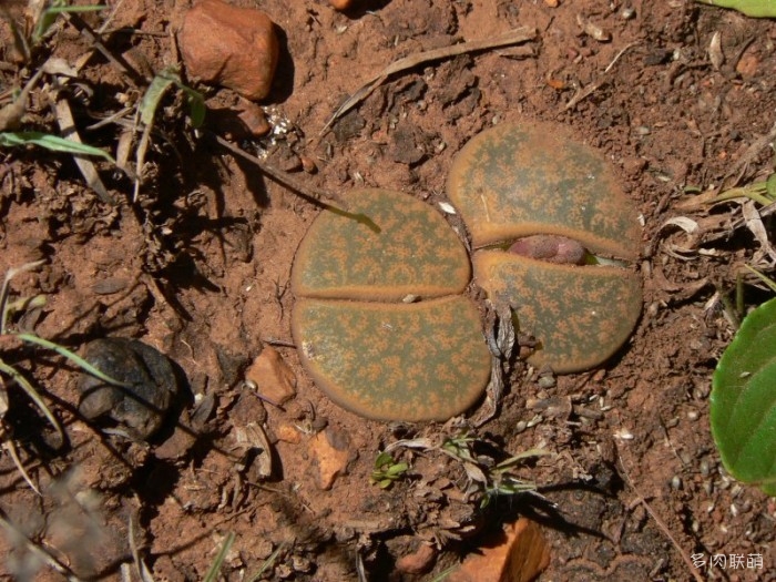 紫勋 Lithops lesliei