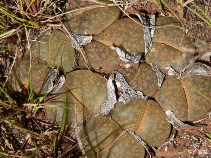 紫勋 Lithops lesliei