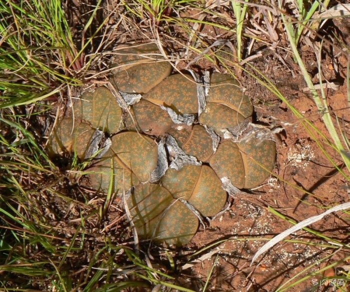 紫勋 Lithops lesliei