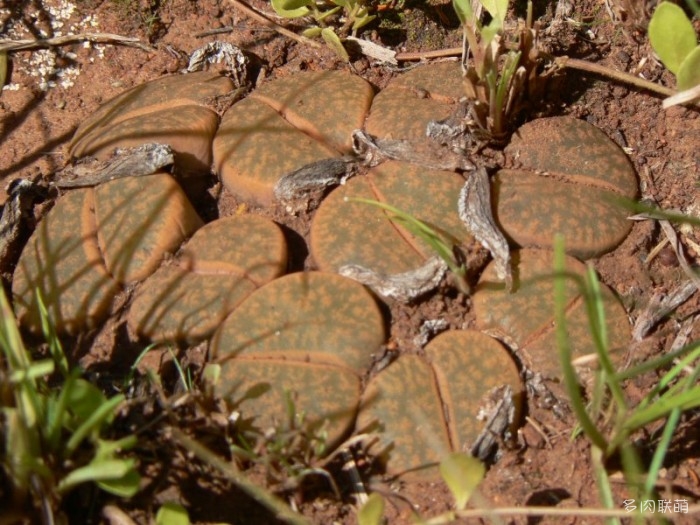 紫勋 Lithops lesliei