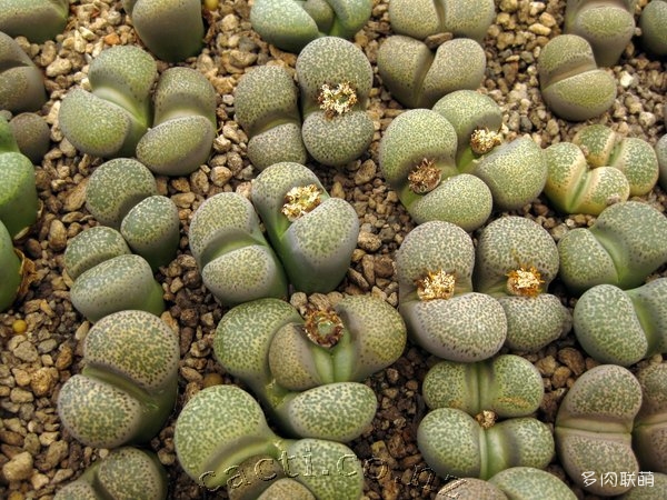 Lithops localis