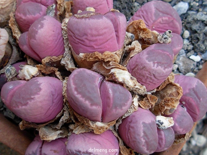 Lithops optica 'Rubra'