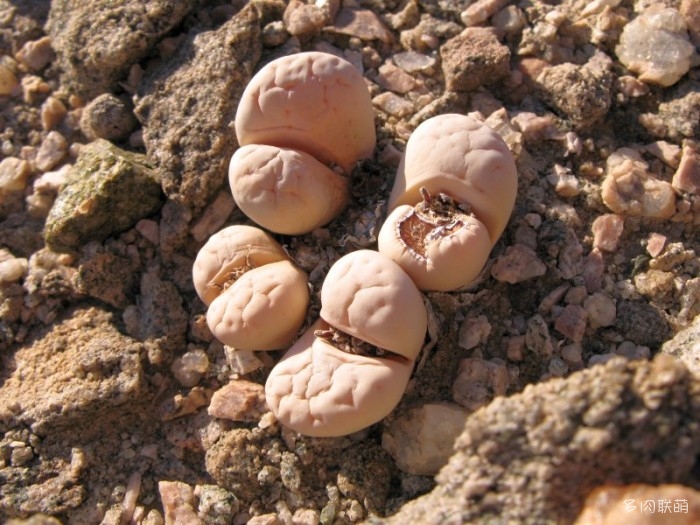 留蝶玉 Lithops ruschiorum