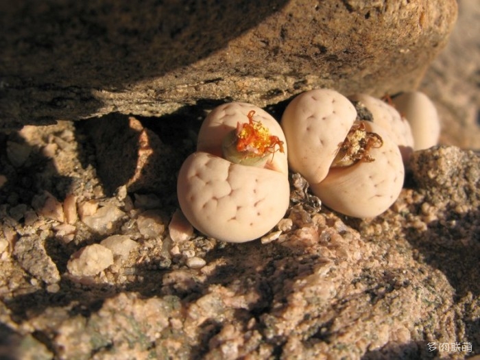 留蝶玉 Lithops ruschiorum