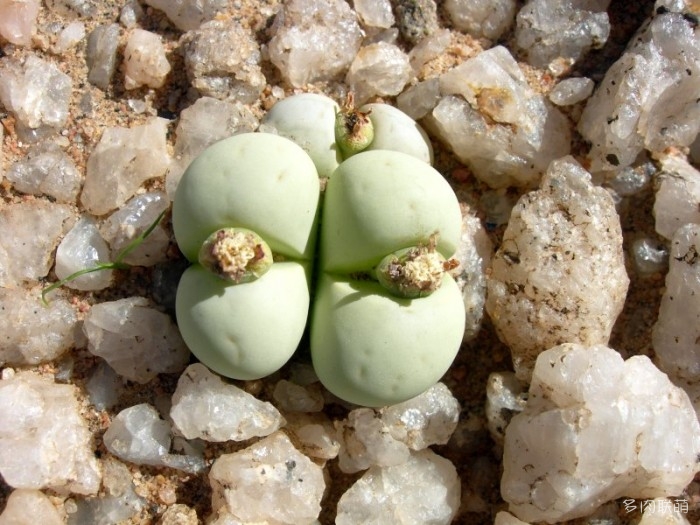 留蝶玉 Lithops ruschiorum