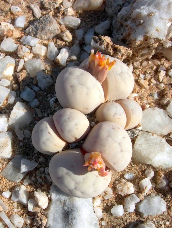 留蝶玉 Lithops ruschiorum