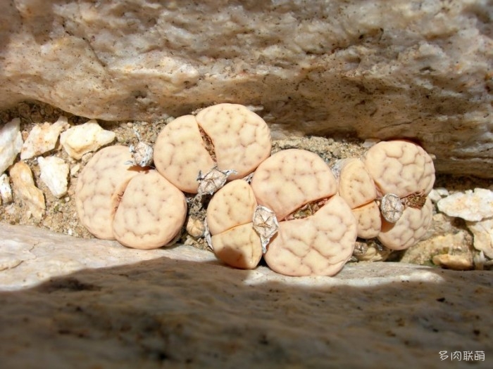 留蝶玉 Lithops ruschiorum