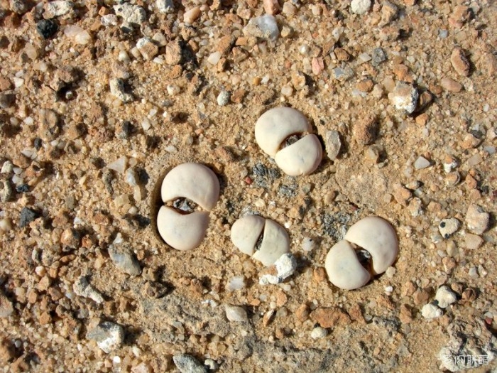 留蝶玉 Lithops ruschiorum