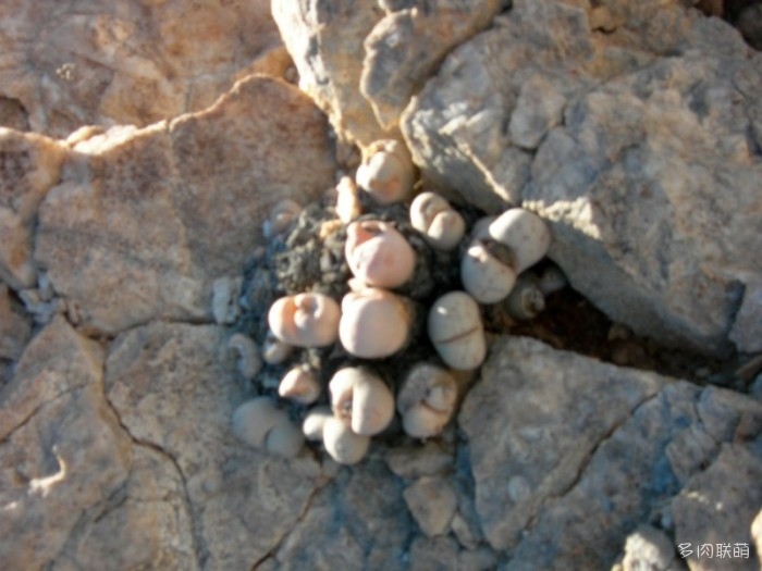 群生多头的留蝶玉 Lithops ruschiorum1