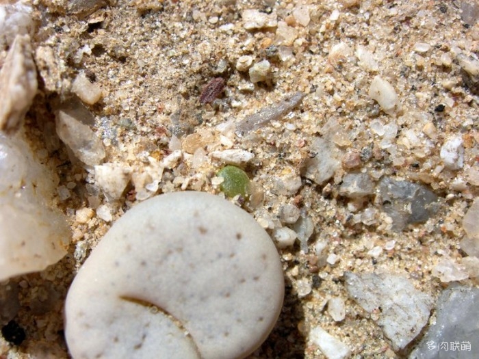 留蝶玉 Lithops ruschiorum 小苗的诞生