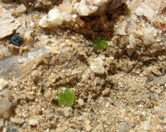 留蝶玉 Lithops ruschiorum 小苗的诞生
