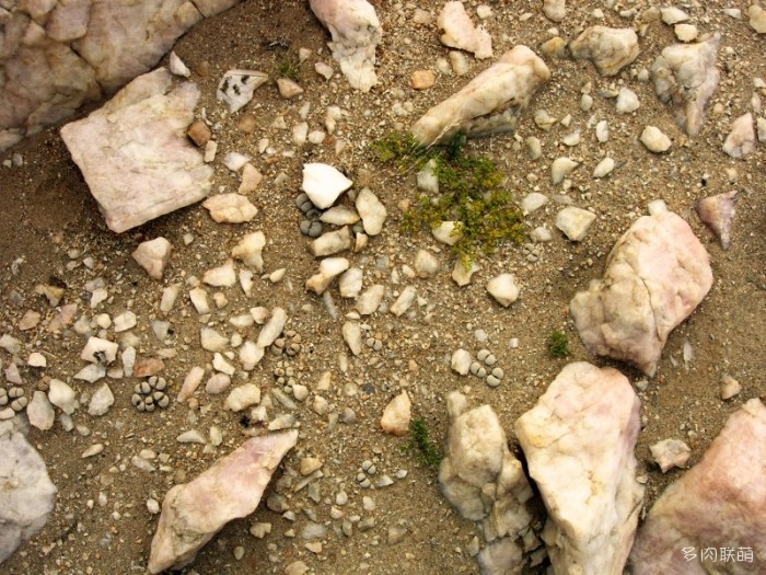 留蝶玉 Lithops ruschiorum