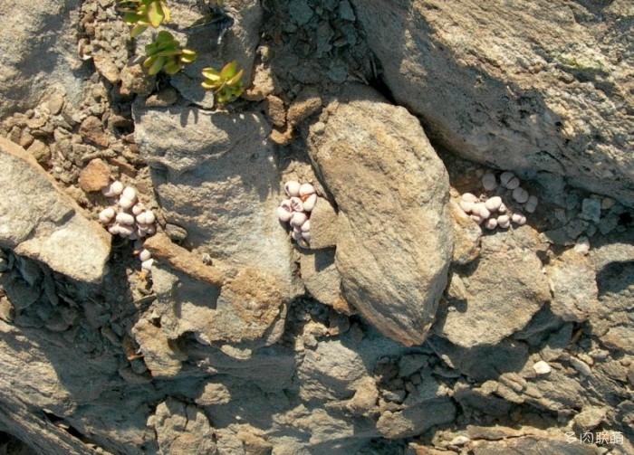 留蝶玉 Lithops ruschiorum