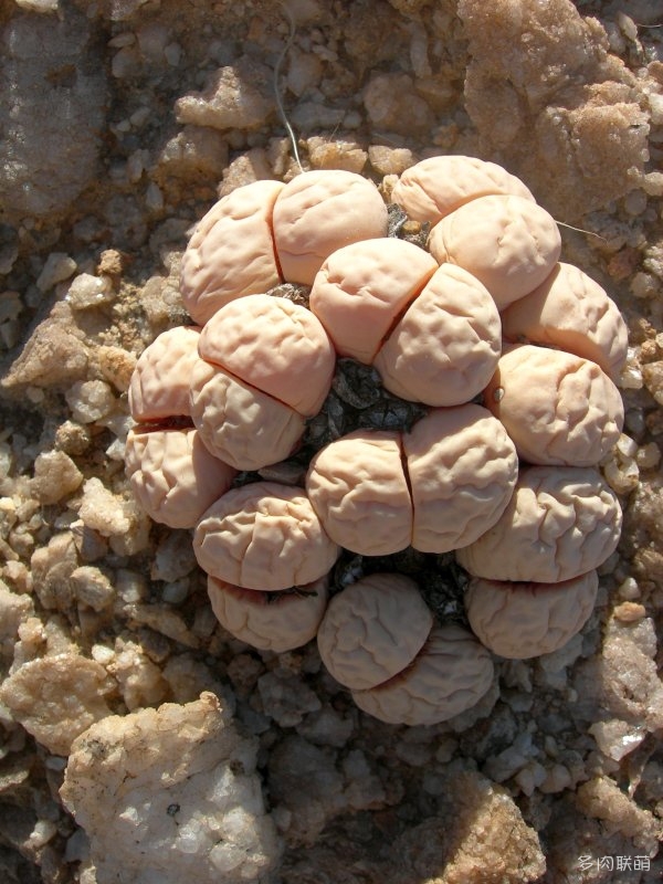 群生多头的留蝶玉 Lithops ruschiorum1