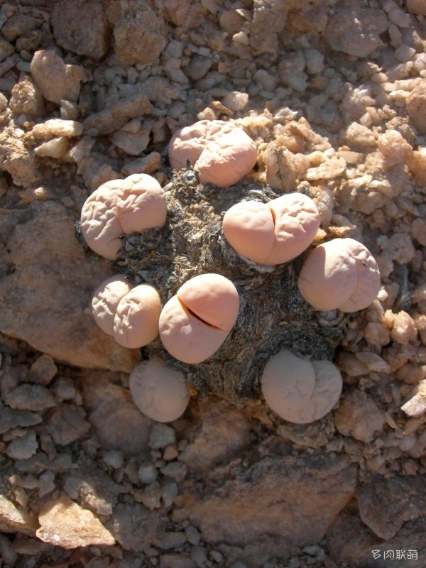 群生多头的留蝶玉 Lithops ruschiorum1