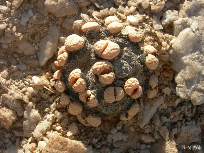 群生多头的留蝶玉 Lithops ruschiorum1