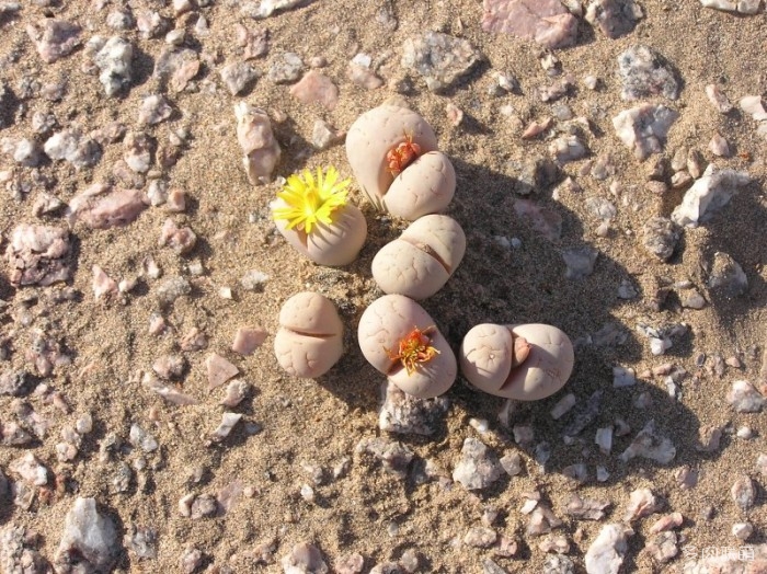 留蝶玉 Lithops ruschiorum